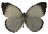  ( - USNM ENT 00645954)  @13 [ ] Unspecified (default): All Rights Reserved  Unspecified Unspecified