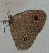  ( - USNM ENT 00649675)  @13 [ ] Unspecified (default): All Rights Reserved  Unspecified Unspecified