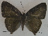  ( - USNM ENT 00705010)  @12 [ ] Unspecified (default): All Rights Reserved  Unspecified Unspecified