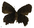  ( - USNM ENT 00705022)  @12 [ ] Unspecified (default): All Rights Reserved  Unspecified Unspecified