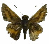  ( - USNM ENT 00705108)  @12 [ ] Unspecified (default): All Rights Reserved  Unspecified Unspecified