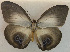  (Taenaris bioculatus - USNM ENT 00705117)  @15 [ ] Unspecified (default): All Rights Reserved  Unspecified Unspecified
