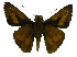  ( - USNM ENT 00705134)  @12 [ ] Unspecified (default): All Rights Reserved  Unspecified Unspecified