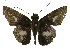  (Sabera caesina - USNM ENT 00705188)  @14 [ ] Unspecified (default): All Rights Reserved  Unspecified Unspecified