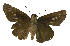  ( - USNM ENT 00705237)  @13 [ ] Unspecified (default): All Rights Reserved  Unspecified Unspecified