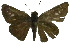  ( - USNM ENT 00705252)  @13 [ ] Unspecified (default): All Rights Reserved  Unspecified Unspecified
