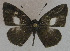  (Megisba - USNM ENT 00711007)  @14 [ ] Unspecified (default): All Rights Reserved  Unspecified Unspecified