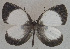  (Pithecops dionisius - USNM ENT 00711016)  @14 [ ] Unspecified (default): All Rights Reserved  Unspecified Unspecified