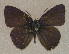  (Anthene paraffinis - USNM ENT 00711017)  @14 [ ] Unspecified (default): All Rights Reserved  Unspecified Unspecified