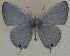  (Catachrysops - USNM ENT 00711061)  @14 [ ] Unspecified (default): All Rights Reserved  Unspecified Unspecified