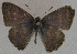  ( - USNM ENT 00711066)  @13 [ ] Unspecified (default): All Rights Reserved  Unspecified Unspecified