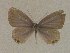  (Everes AAM4430 - USNM ENT 00711084)  @13 [ ] Unspecified (default): All Rights Reserved  Unspecified Unspecified