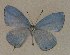  (Jamides ABZ3813 - USNM ENT 00711094)  @12 [ ] Unspecified (default): All Rights Reserved  Unspecified Unspecified