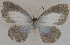  ( - USNM ENT 00711099)  @13 [ ] Unspecified (default): All Rights Reserved  Unspecified Unspecified