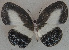 ( - USNM ENT 00711108)  @13 [ ] Unspecified (default): All Rights Reserved  Unspecified Unspecified