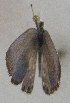  (Celastrina philippina - USNM ENT 00711124)  @12 [ ] Unspecified (default): All Rights Reserved  Unspecified Unspecified