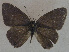 (Nacaduba hermus - USNM ENT 00711134)  @14 [ ] Unspecified (default): All Rights Reserved  Unspecified Unspecified