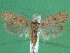  (Agonopterix babaella - KLM Lep 01486)  @14 [ ] CreativeCommons - Attribution Non-Commercial Share-Alike (2014) Christian Wieser Landesmuseum Kärnten