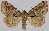  (Celiptera virginiae - BC-JB0715)  @11 [ ] CC0 (2025) Jérôme Barbut Museum national d'Histoire naturelle, Paris