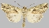  (Gonodes albifascia - BC-JB0767)  @11 [ ] CC0 (2025) Jérôme Barbut Museum national d'Histoire naturelle, Paris