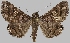  (Hypogrammodes compotrix - BC-JB0793)  @11 [ ] CC0 (2025) Barbut Jérôme MNHN