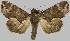  (Oraesia stupenda - BC-JB0828)  @11 [ ] CC0 (2025) Barbut Jérôme MNHN