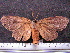  ( - MMZ0092)  @13 [ ] Copyright (2010) Unspecified Universidade Federal do Parana
