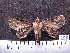  (Dyomyx spAS1 - MMZ0161)  @12 [ ] Copyright (2010) Mauricio M. Zenker Universidade Federal do Parana
