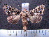  (Heterochroma spAS1 - MMZ0022)  @13 [ ] Copyright (2010) Unspecified Universidade Federal do Parana