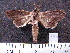  (Acanthodica spAS2 - MMZ0229)  @13 [ ] Copyright (2010) Mauricio M. Zenker Universidade Federal do Parana