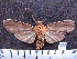  (Pelochyta cinerea sp. MMZ02 - MMZ0292)  @12 [ ] Copyright (2010) Mauricio M. Zenker Universidade Federal do Parana