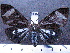  (Dysschema sp. JAT01 - MMZ0368)  @14 [ ] Copyright (2010) Mauricio M. Zenker Universidade Federal do Parana