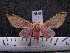  (Symphlebia distincta sp. MMZ02 - MMZ0407)  @13 [ ] CreativeCommons - Attribution Non-Commercial (2011) Mauricio M. Zenker UFPR