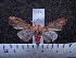  ( - MMZ0413)  @13 [ ] CreativeCommons - Attribution Non-Commercial (2011) Mauricio M. Zenker UFPR