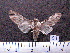  (Robinsonia spitzi - MMZ0049)  @13 [ ] Copyright (2010) Unspecified Universidade Federal do Parana