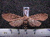  (Pelochyta cinerea sp. MMZ01 - MMZ0537)  @13 [ ] Copyright (2010) Mauricio M. Zenker Universidade Federal do Parana