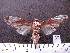  ( - MMZ0063)  @13 [ ] Copyright (2010) Unspecified Universidade Federal do Parana