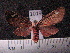  ( - MMZ0992)  @13 [ ] CreativeCommons - Attribution Non-Commercial (2011) Mauricio M. Zenker UFPR