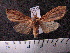  (Leucanopsis pulverea - MMZ0876)  @14 [ ] CreativeCommons - Attribution Non-Commercial (2011) Mauricio M. Zenker UFPR