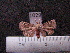  ( - MMZ0998)  @12 [ ] CreativeCommons - Attribution Non-Commercial (2011) Mauricio M. Zenker UFPR