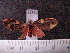  ( - MMZ1011)  @13 [ ] CreativeCommons - Attribution Non-Commercial (2011) Mauricio M. Zenker UFPR