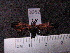  (Correbidia sp. JAT01 - MMZ0701)  @13 [ ] CreativeCommons - Attribution Non-Commercial (2011) Mauricio M. Zenker Universidade Federal do Parana