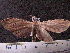  (Leucanopsis bactris - MMZ0883)  @13 [ ] CreativeCommons - Attribution Non-Commercial (2011) Mauricio M. Zenker UFPR