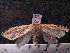  ( - MMZ1242)  @12 [ ] CreativeCommons - Attribution Non-Commercial (2012) Mauricio M. Zenker UFPR