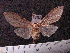  (ArctiinaeGEN sp. JAT08 - MMZ1150)  @12 [ ] CreativeCommons - Attribution Non-Commercial (2012) Mauricio M. Zenker UFPR