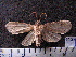  (Halysidota sp. VB01 - MMZ1251)  @12 [ ] CreativeCommons - Attribution Non-Commercial (2012) Mauricio M. Zenker UFPR