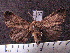  (Paracles bilinea - MMZ1157)  @13 [ ] CreativeCommons - Attribution Non-Commercial (2012) Mauricio M. Zenker UFPR