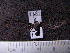 (Pheia catherina - MMZ0927)  @12 [ ] CreativeCommons - Attribution Non-Commercial (2011) Mauricio M. Zenker UFPR