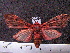  (Mazaeras francki - MMZ0766)  @13 [ ] CreativeCommons - Attribution Non-Commercial (2011) Mauricio M. Zenker Universidade Federal do Parana