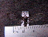  (Heterodontia haematica - MMZ0827)  @13 [ ] CreativeCommons - Attribution Non-Commercial (2011) Mauricio M. Zenker Universidade Federal do Parana